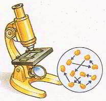 Зигзагообразные движения частиц пыльцы в воде легко увидеть под микроскопом